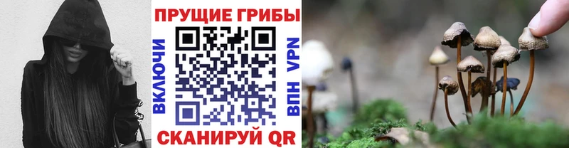 Галлюциногенные грибы Psilocybe  Онега 